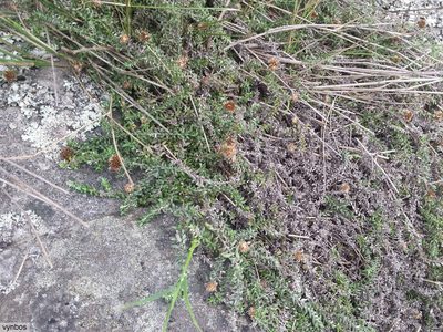 Stoebe prostrata, photographed by Chris Vynbos