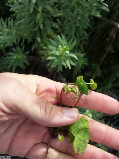 Centella callioda, photographed by Chris Vynbos