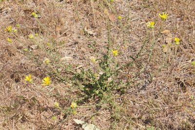 Grindelia inuloides, photographed by Juan Carlos Pérez Magaña