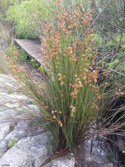 Platycaulos major, photographed by Chris Vynbos