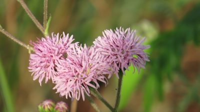 Palafoxia texana, photographed by johnyochum