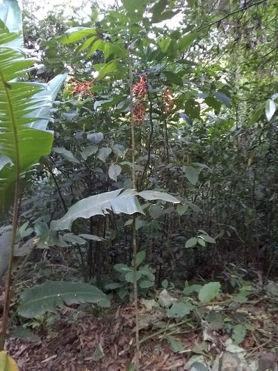 Chamaedorea sartorii, photographed by Oscar Marín