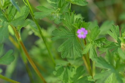 Geranium core-core, photographed by David Anderson