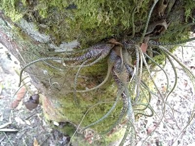 Tillandsia butzii, photographed by Oscar Marín