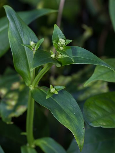 Hedyotis acutangula, photographed by portioid