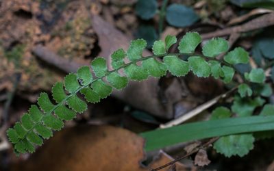 Lindsaea orbiculata, photographed by portioid
