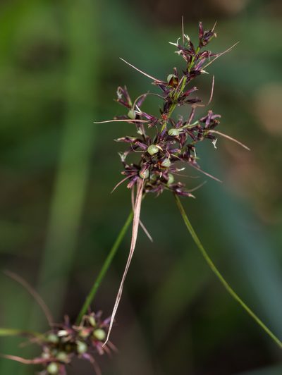 Scleria ciliaris, photographed by portioid