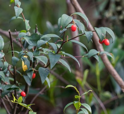 Wikstroemia nutans, photographed by portioid