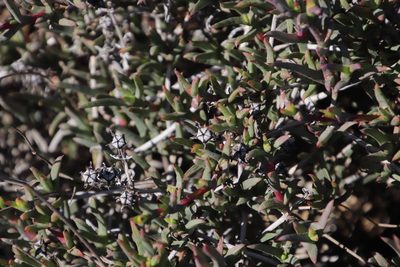 Ruschia geminiflora, photographed by Tony Rebelo