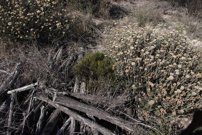 Agathosma imbricata, photographed by Tony Rebelo