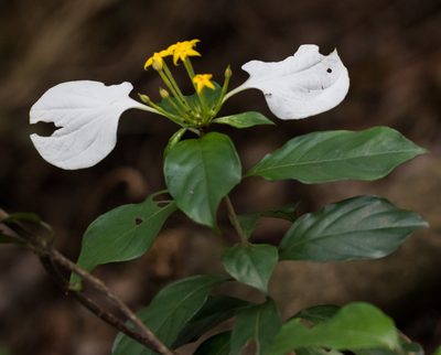 Mussaenda pubescens, photographed by portioid