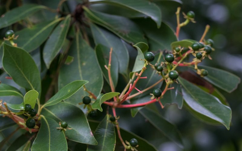 Machilus chekiangensis, photographed by portioid