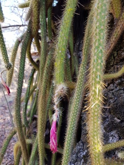 Aporocactus martianus, photographed by Eugenio Padilla