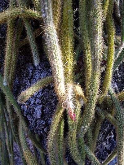 Aporocactus martianus, photographed by Eugenio Padilla