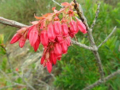 Gaylussacia brasiliensis, photographed by Márcia Martins