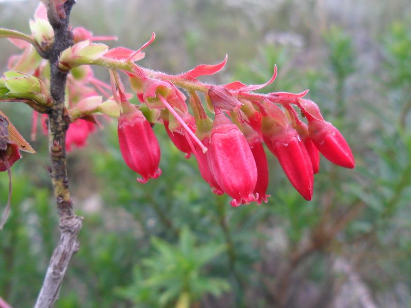 Gaylussacia brasiliensis, photographed by Márcia Martins