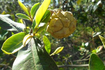 Duguetia furfuracea, photographed by Márcia Martins