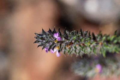 Muraltia aspalatha, photographed by magriet b