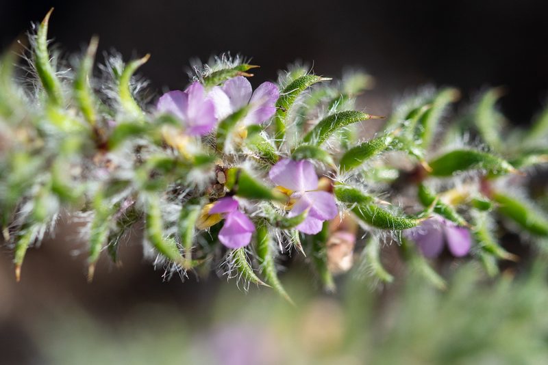 Muraltia aspalatha, photographed by magriet b