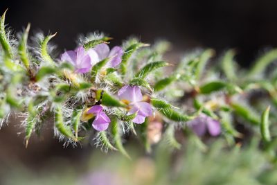 Muraltia aspalatha, photographed by magriet b
