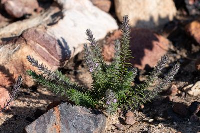 Muraltia aspalatha, photographed by magriet b