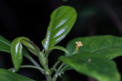 Guettardella chinensis, photographed by portioid