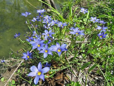 Sisyrinchium langloisii, photographed by Annika Lindqvist