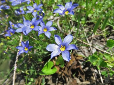 Sisyrinchium langloisii, photographed by Annika Lindqvist