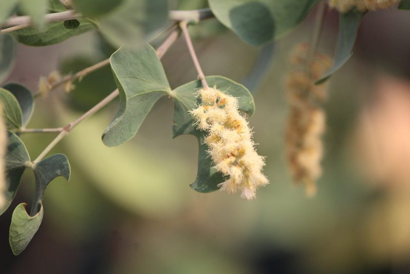 Senegalia reniformis, photographed by José Belem Hernández Díaz
