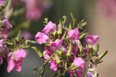 Harpalyce arborescens, photographed by José Belem Hernández Díaz