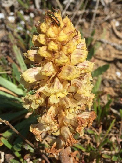 Orobanche litorea, photographed by Andre Hosper