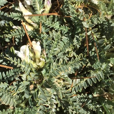 Astragalus tragacantha, photographed by Andre Hosper