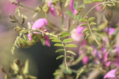 Harpalyce arborescens, photographed by José Belem Hernández Díaz