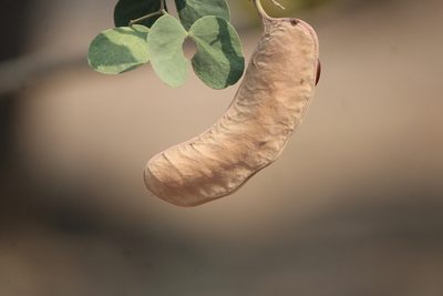 Senegalia reniformis, photographed by José Belem Hernández Díaz