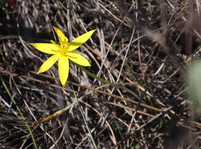 Pauridia affinis, photographed by Tony Rebelo