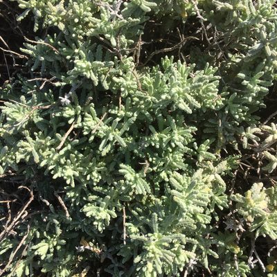 Teucrium vincentinum, photographed by Andre Hosper
