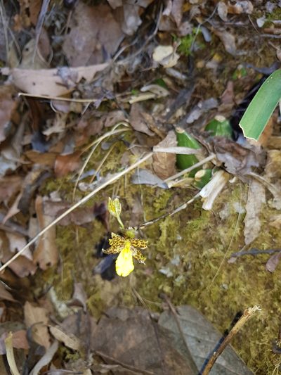 Oncidium graminifolium, photographed by Eugenio Padilla