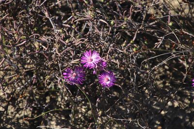 Lampranthus spiniformis, photographed by Tony Rebelo