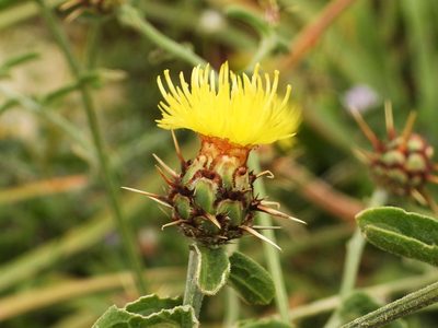 Centaurea sicula, photographed by amantedarmanin