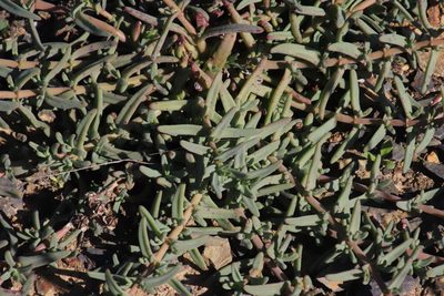 Mesembryanthemum pallens, photographed by Tony Rebelo