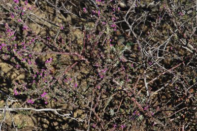 Muraltia macropetala, photographed by Tony Rebelo