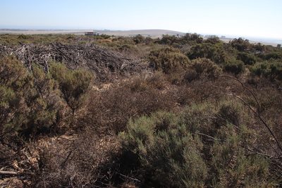 Muraltia dumosa, photographed by Tony Rebelo