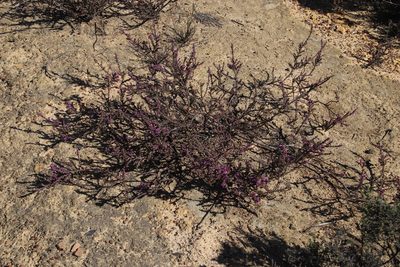 Muraltia dumosa, photographed by Tony Rebelo