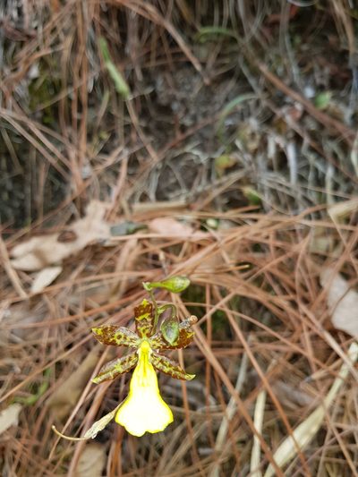 Oncidium graminifolium, photographed by Eugenio Padilla