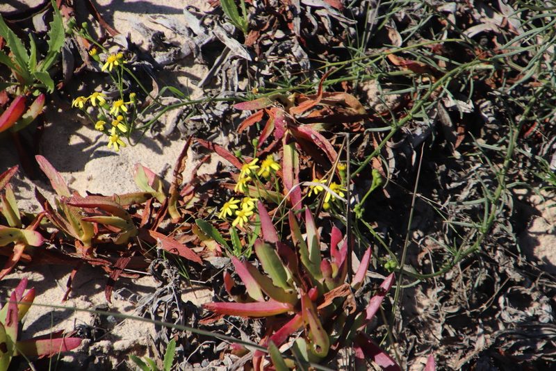 Senecio rosmarinifolius, photographed by Tony Rebelo