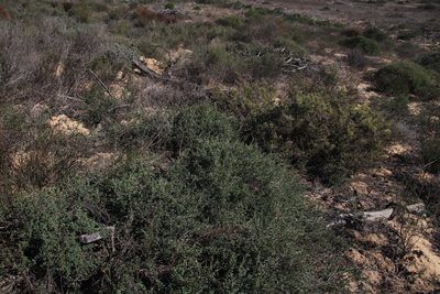 Roepera sessilifolia, photographed by Tony Rebelo