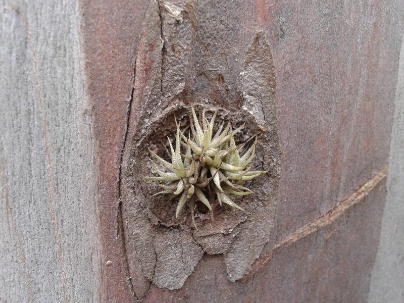 Tillandsia loliacea, photographed by Márcia Martins