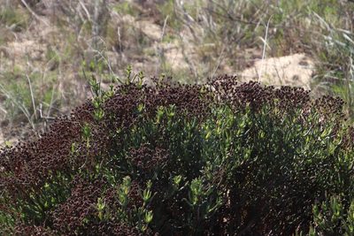 Ruschia tumidula, photographed by Tony Rebelo