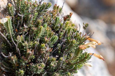Erica amidae, photographed by magriet b