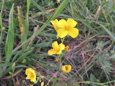 Physaria gracilis, photographed by Annika Lindqvist